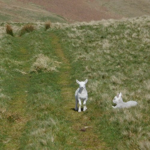 Colour photograph of a very cute white lamb with big sticky up ears, standing in the middle of a grassy path and squaring up to the viewer. To its right is a second lamb, lying down. 