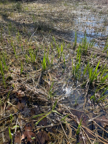 A marshy wetland area with bright green shoots emerging among brown stalks of last year’s grasses and sparkling water reflecting sunlight like bright sparks. 