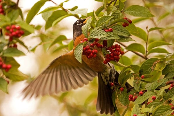 Photograph of an American robin devouring berries in a hollyberry cotoneaster bush. Photo by Peggy Collins.