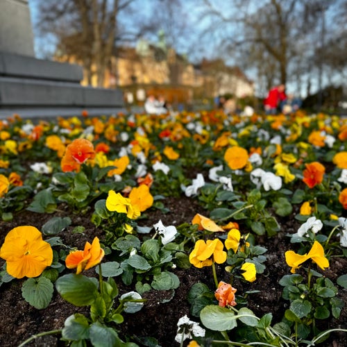 A bed of orange, yellow, and white pansy flowers with blurred background featuring people, trees, and base of a statue.