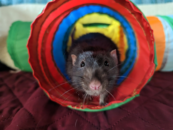 Rens, a dark dumbo rat, emerging from a colorful tunnel.