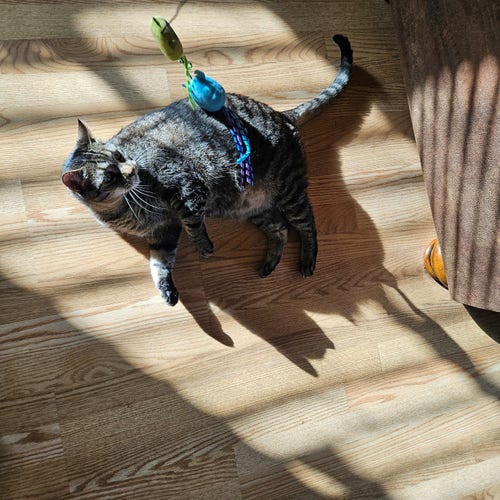 Kelly, a black and brown tabby, lies on his side in a pale hardwood floor, lit by striped sunlight. He plays with a green and blue toy on the end of a string.