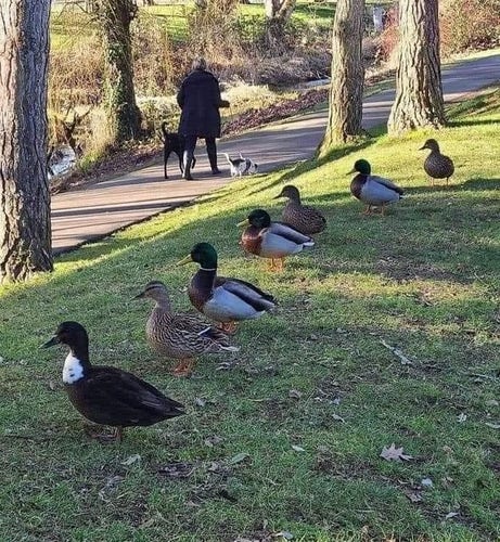 A city park where a bunch of wild ducks stands- you guessed it- all in a row. They're all facing something that's off camera. Maybe a bread truck that they're hoping crashes (no casualties of course, just the back doors popping open and piles and piles of loaves for tbe taking). That's how focused they look.