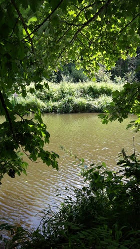 On voit l'eau de la rivière à travers des branchages qui retombent. On est donc à l'ombre et la rivière est un point lumineux sur la photo. 