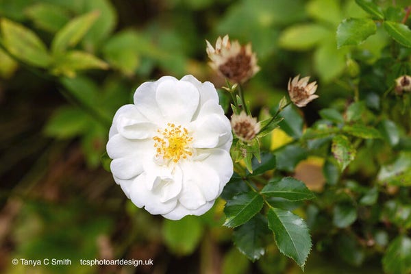 A vibrant white rose with delicate petals and prominent yellow stamens stands out against a backdrop of green leaves and a few withered brown blossoms.