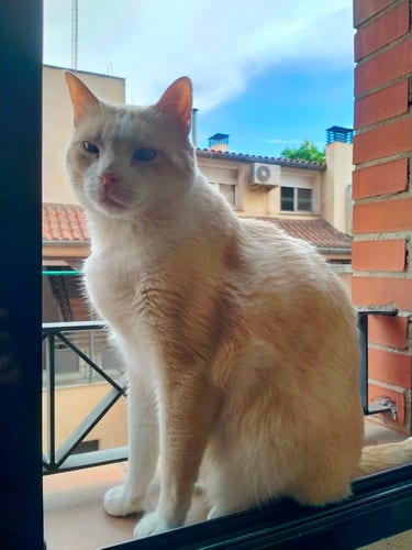 Fariña, orange and white cat, sitting on the windowsill and staring at the camera. Behind him you can see the opposite building's rooftops and a blue sky with white clouds 