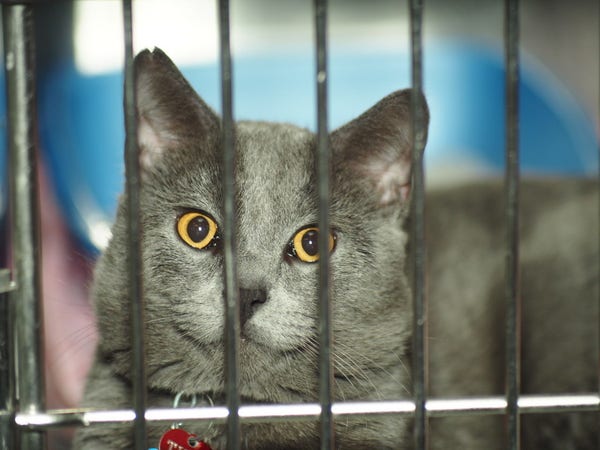 A grey cat with bright golden yellow owl-like eyes peers out of a kennel door. There is a small notch in the cat's right ear.