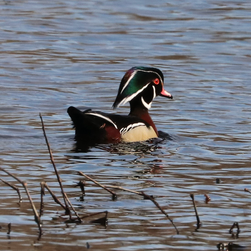 A male Wood Duck on the water, showing light and dark brown on the body, green, brown, and white on the head, and bright red eye. 