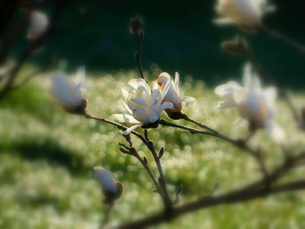 White magnolia flowers are in focus against a softly blurred background of what appears to be a sunlit field. The buds and blossoms are captured in detail, highlighting the soft petals and the delicate structure of the flowers.