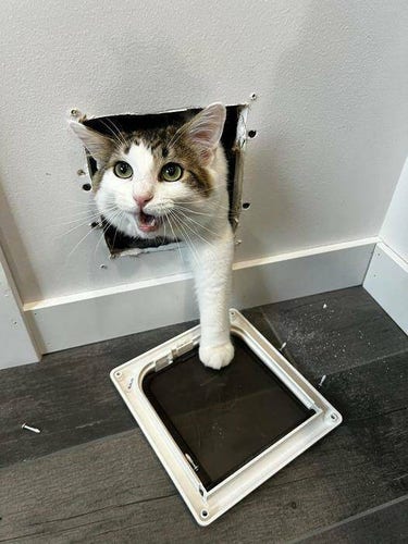 Kitty going through cat door, but odd