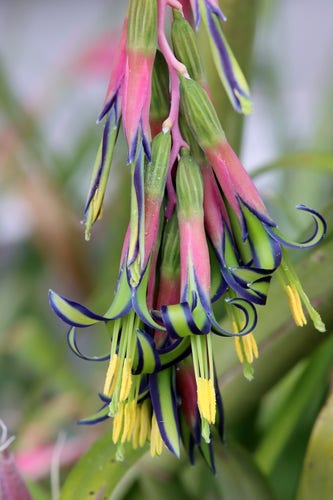 A cluster of very thin trumpet-shaped downward-drooping flowers with a green base and thin pink petals that open and curl back upwards in gaudy green with purple edges. The stamens are the same green as the petals, but are topped with long thing strips of yellow pollen. The whole thing likes like a party favor made of green, pink, purple, and yellow ribbons.