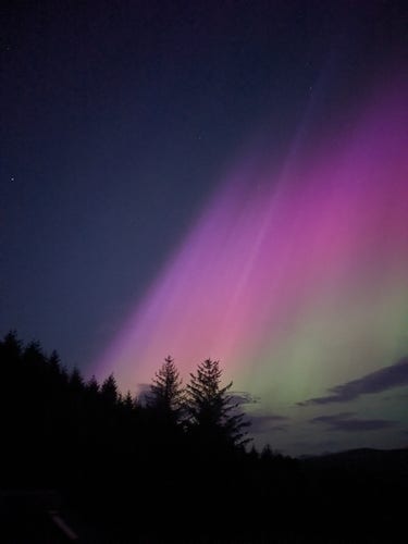 pink and green aurora behind a silhouette of spruce trees