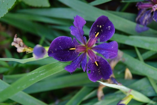 A dark violet color iris close up