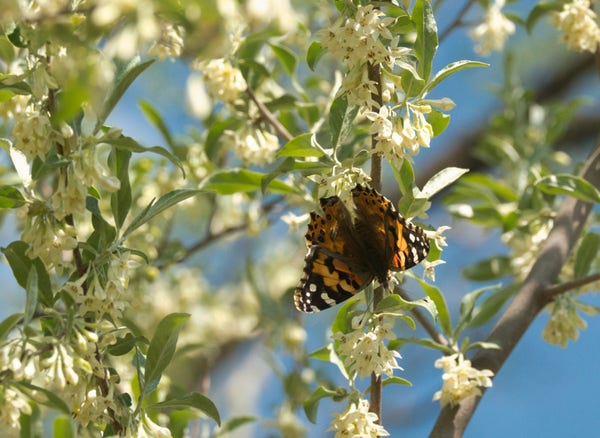 A Painted Lady is feeding nectar from creamy white flowers hanging from the branches of a tree. Between the sunlit small flowers and silvery green leafs, a clear blue sky shines through.