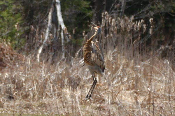 A very large brown bird with long legs,  long beak, and a red eye patch, caught while jumping up vertically. The dry cattails around him are blurry.