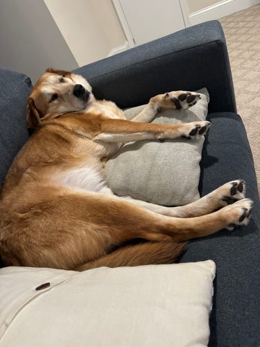 A photo of my dog, Flynn, sleeping on a pile of pillows on the couch, with his legs splayed out in front of him 