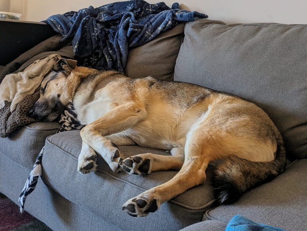 German Shepard dog sprawled out snoozing on a couch 