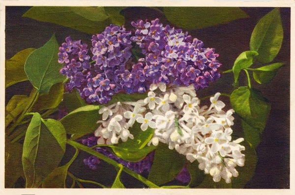 On top are puple lilacs, below are white ones. 