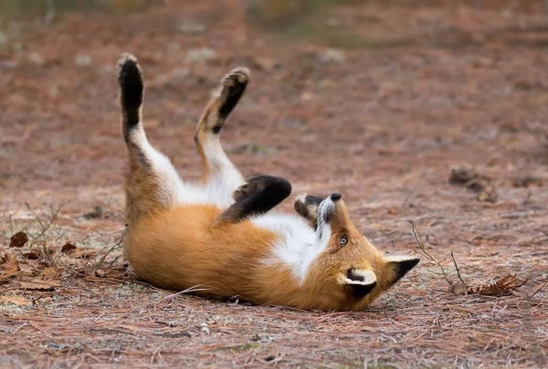 Red fox lying on its back with its hind legs and left forepaw raised. The fox stares blankly.