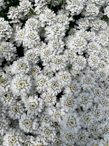 This photo was taken from above of a cluster of candytaft flowers.
They have an abundance of small pure white petals and are densely packed with flowers and blossoms.
They fill the ground like a white fluffy carpet.