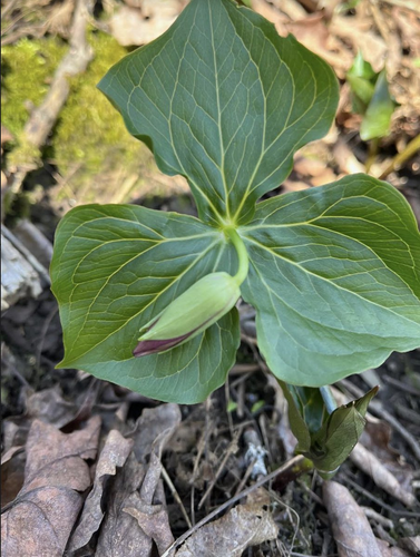 Close up of the three veined leaves of a trillium, with a dark red flower about to break open from its green covering.
