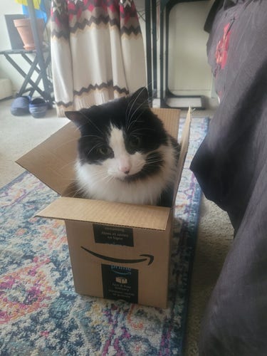 My freakin' adorable cat in an Amazon box.