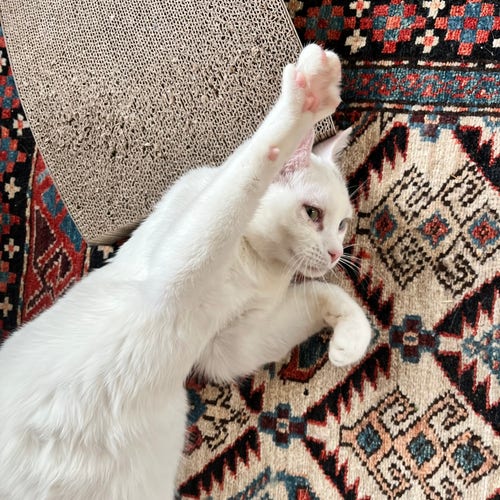 Sheena, the white kitten, on her back with one paw in the air