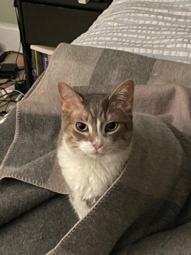 A gray and white cat wrapped in a gray and white blanket. She’s staring up at the camera.