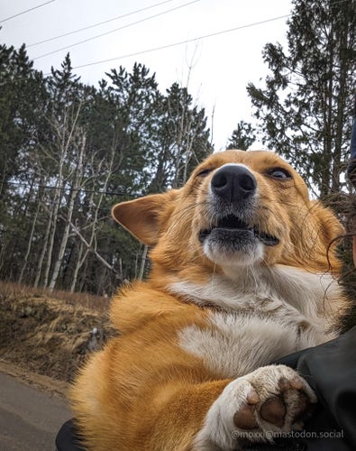 moxxi the corgi is in a backpack on the back of a human. she has one eye closed, one open, and her mouth is half open. her right paw is on the human's shoulder. in the background is the edge of a forest.