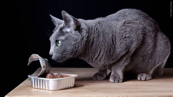 Katze schnuppert an einer Portion Nass-Katzenfutter. (Foto: IMAGO, Shotshop)