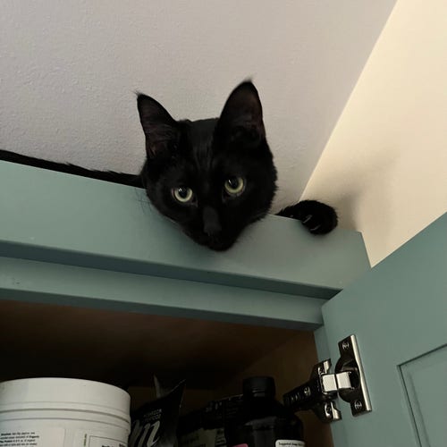 a handsome black cat looks down from on top of an open kitchen cabinet with his big yellow eyes, the ceiling just an inch above him, his chin and one paw hanging over the edge.