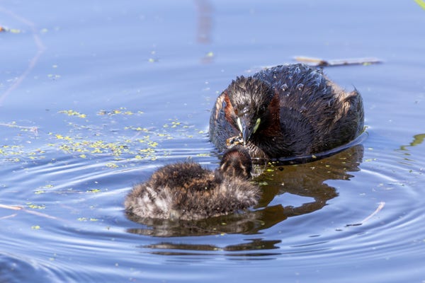 A photo of an adult Little Grebe swimming in the water with something in its beak. It is trying to feed what it has in its beak to the chick in front of it. 