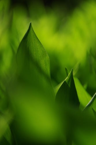 A vertical image of leaves of Convallaria majalis, liles of the valley, in backlight. There is an intense green colour on the leaves that is lit up by the sun and the leaves in the front and the background are very blurry. There are only two leaves in focus, one a bit to the left and one to the right. The one to the left is a bit higher up than the one to the right but you can see some of the shapes of the leaves around those two leaves. 