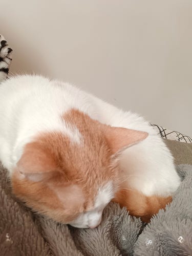 Photo d'un chat roux et blanc dormant sur un plaid 