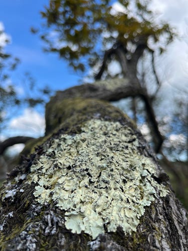 A large patch of very light green lichen growing on a tree branch. 