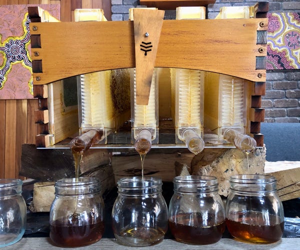 Photograph of four glass jars with honey flowing into them from frames supported at a tilt in a honey super (wooden box). The honey in each jar is a slightly different colour.