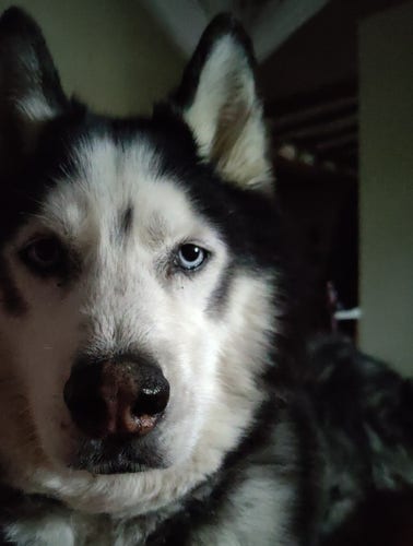 A husky dog partly in shadow has one blue eye staring at the camera.