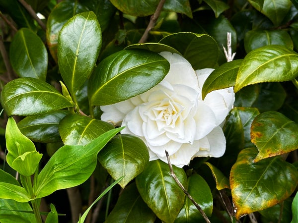 A white camellia flower partly hidden by dark glossy green leaves