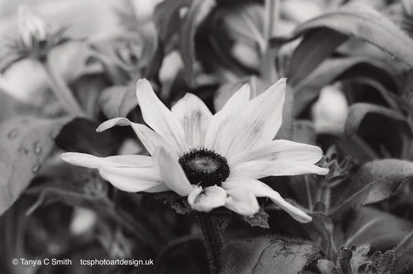 Black and white photograph of a Rudbeckia hirta flower against a blurred foliage background.
