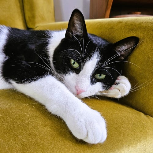 Tuxedo cat with head on paw, laying on velvet chartreuse chair.