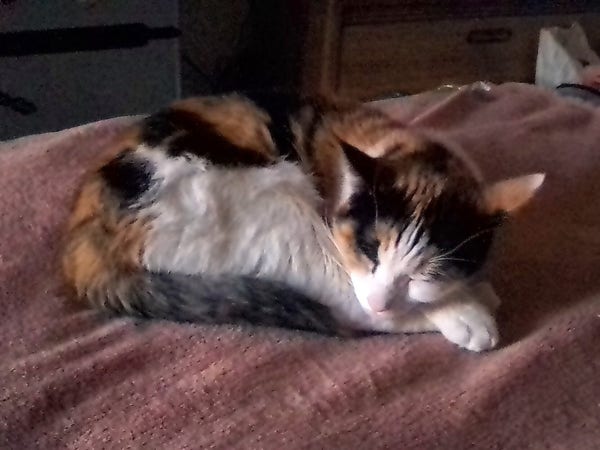 A light calico cat asleep peacefully at the end of our bed on a fuzzy orange-ish blanket. 