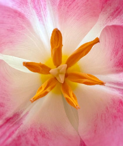 A closeup photograph taken inside a beautiful delicate pink and white tulip. The six vibrant yellow stamen shoot out from the center in a star shape; and directly in the center, the pistol forms a small triangle. The petals fill in the background, radiating out from the center in a lovely gradient of color, starting from white in the middle and changing to a brilliant light pink at the edges of the frame. To take this shot I put my camera lens inside the flower as it opened up, and the whole flower is backlit by natural sunlight, making the colors glow will brilliance. Seeing it makes me feel cheerful and full of optimism. 