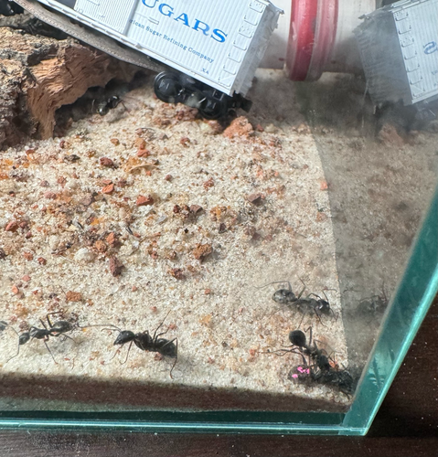 For ants dig in the shallow sand near the corner of their glass enclosure. 