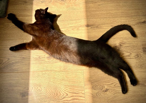 A black cat stretched out on a wooden floor, basking in a patch of sunlight.