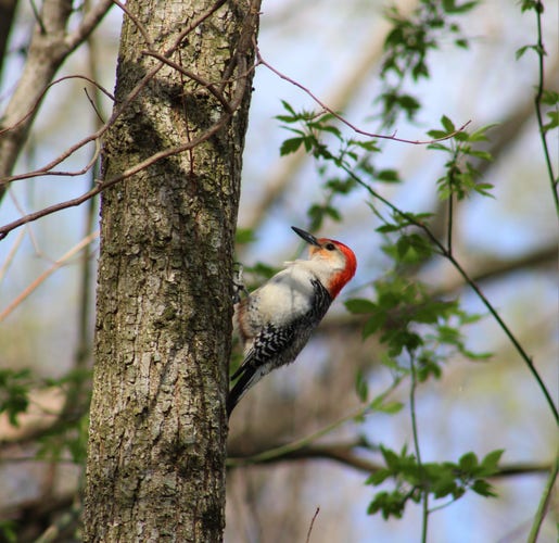 A red bellied woodpecker hanging in a tree trunk. He is white with black highlights and a red head.