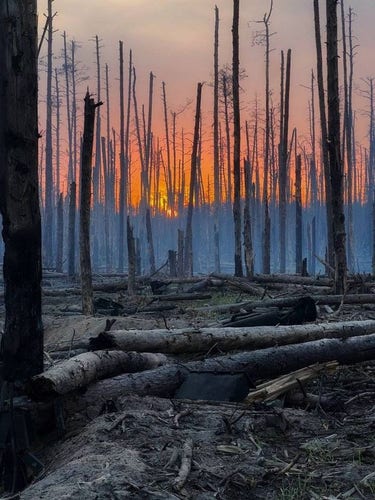 Photo of a forest at Sunrise, which has been shelled for so long, only the trunks of the trees are left standing.