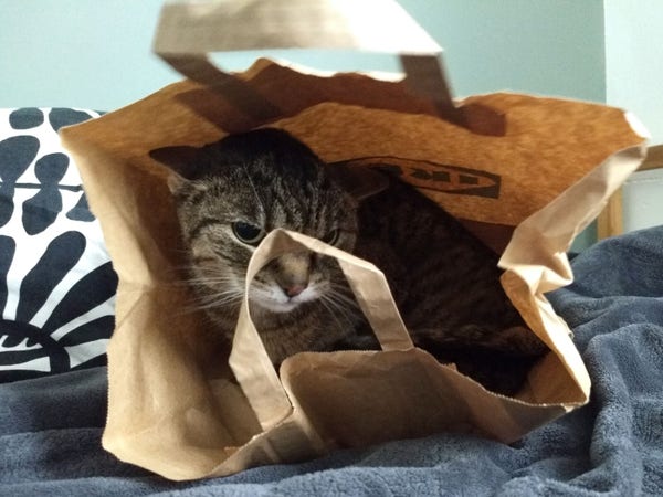 Wasabi curled up inside a brown paper bag on the bed, with one of the handles partly obscuring her sulky face.
