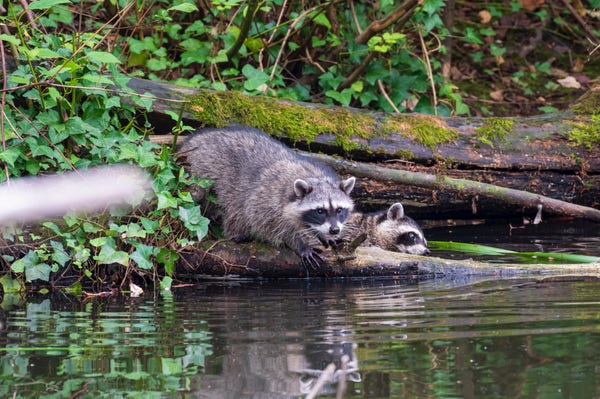 Two raccoons standing on a partially submerged log on the shore of a pond. One of them is standing right on the log, and staring into the water. The other one is partially in the water, and it seems to be trying to reach for something under the surface.
