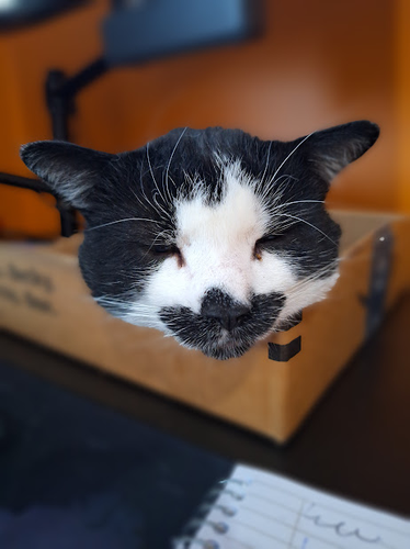 Otis B. Driftwood, a tuxedo cat, snoozes in his box on my desk. Only his sleepy face is visible in this wide-angle shot.