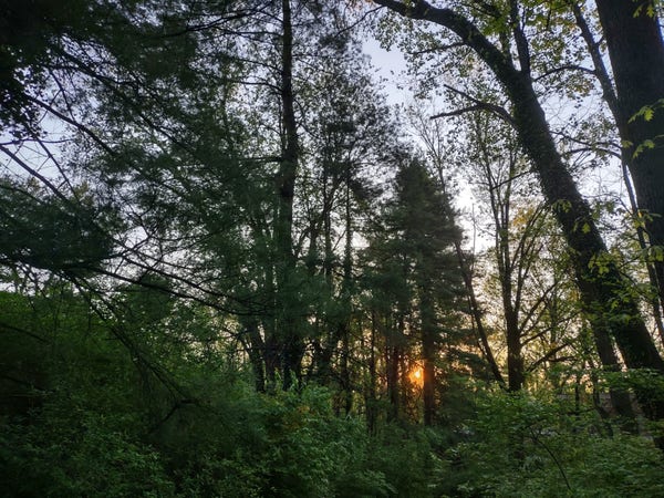 Photo: The sun just above the horizon, as seen through the woods. A golden, orange orb shines through the branches of a conifer. Other trees are beginning to leaf out. The foreground is green with early spring shrubbery.